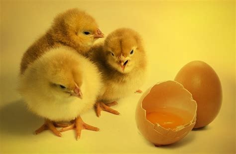 Eggs Coming .